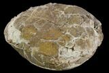 Fossil Tortoise (Testudo) - South Dakota #129249-3